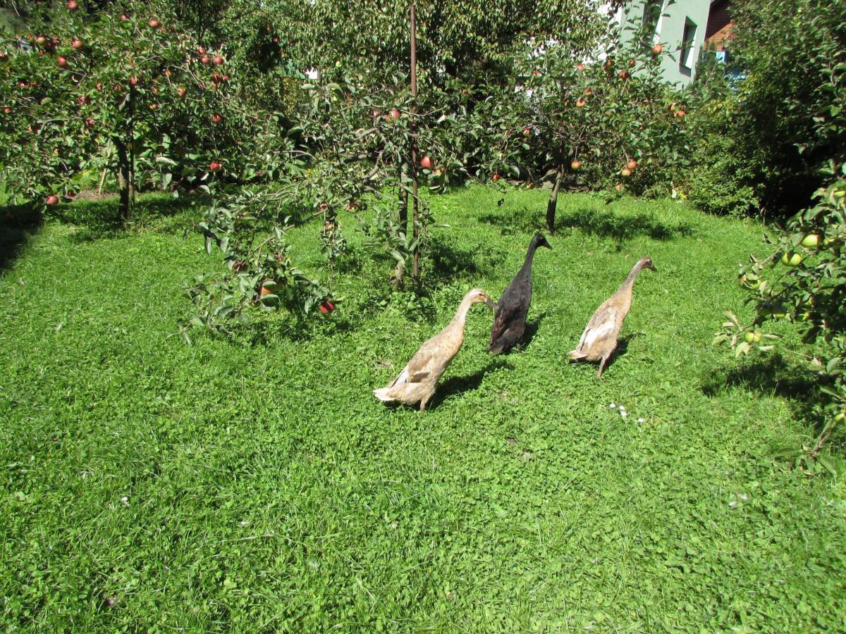 Villa Dum U Rybnika Nydek Esterno foto